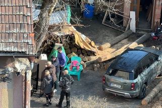 Pokuty k nápravě nevedly. Nelegálně chované lvice u sídliště v Rokycanech nakonec zabavili úředníci - Novinky